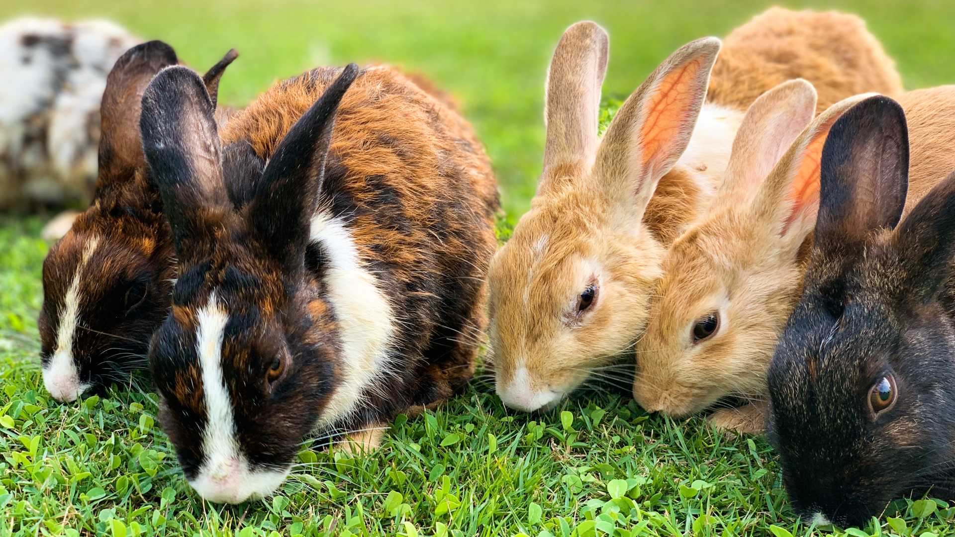 5 Of The Worst Reasons To Get A Pet Rabbit