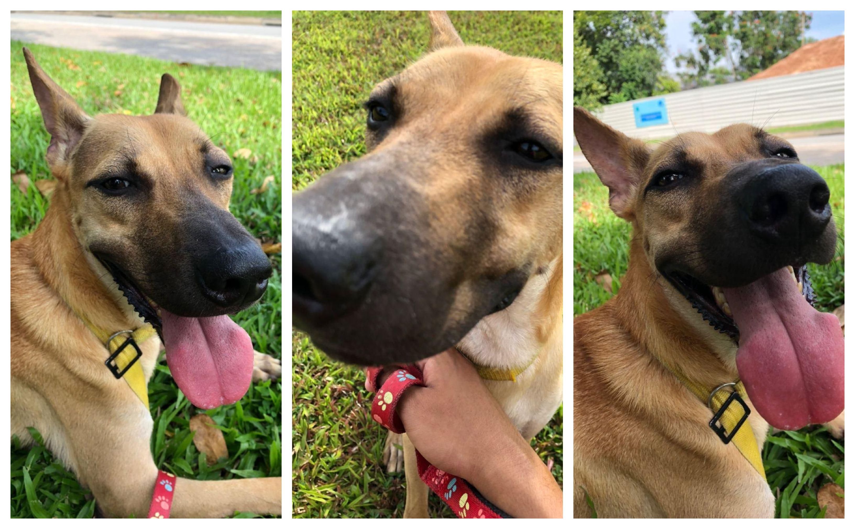 What Volunteering At A Dog Shelter Taught Me About Being Human