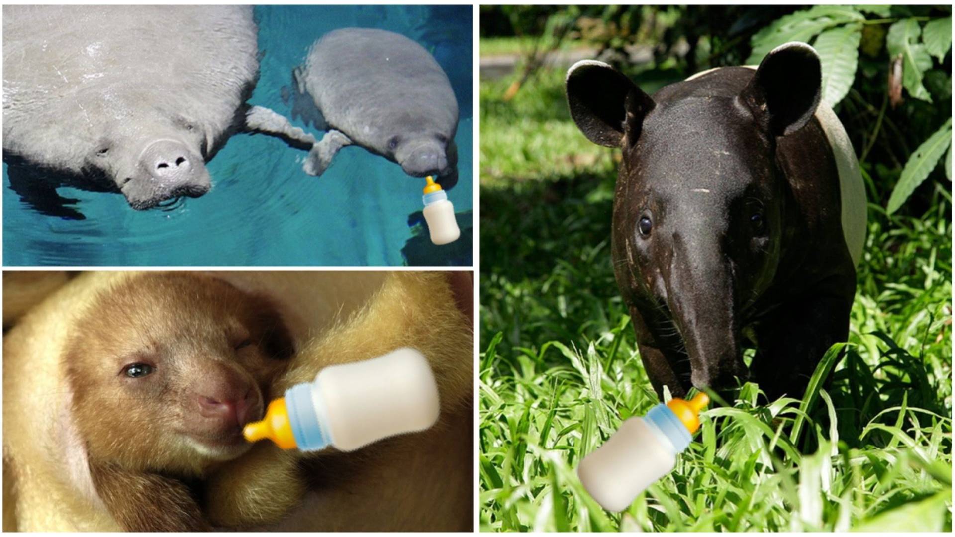 Meet the adorable animal babies born at Singapore's wildlife parks during COVID-19. From tree kangaroos to tiger cubs, these cuties made 2020 brighter!