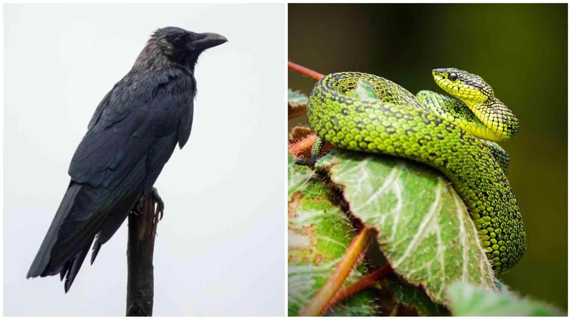 If You Encounter Wild Animals In Singapore, How Ah?