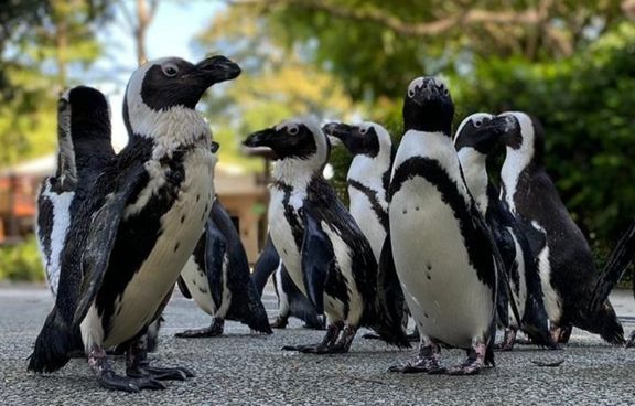Festive Wild-erland: A Black & White Celebration at Mandai Wildlife Reserve.