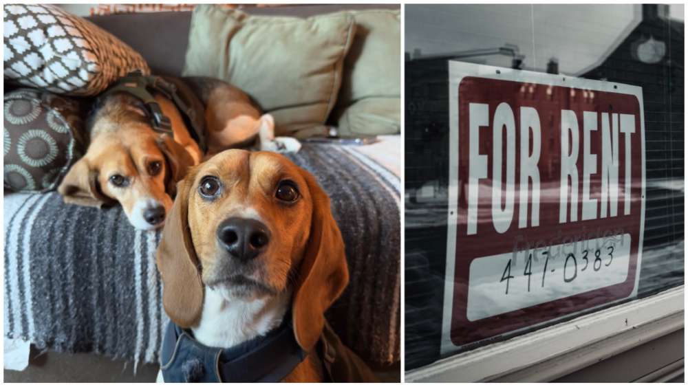 Paws And Relax: 6 Tips For Staying In An Airbnb That Has Pets