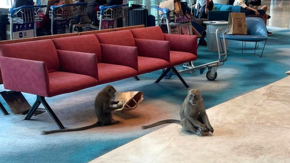Singapore's Wild Year: Animal Stories That Captivated The Nation In 2024