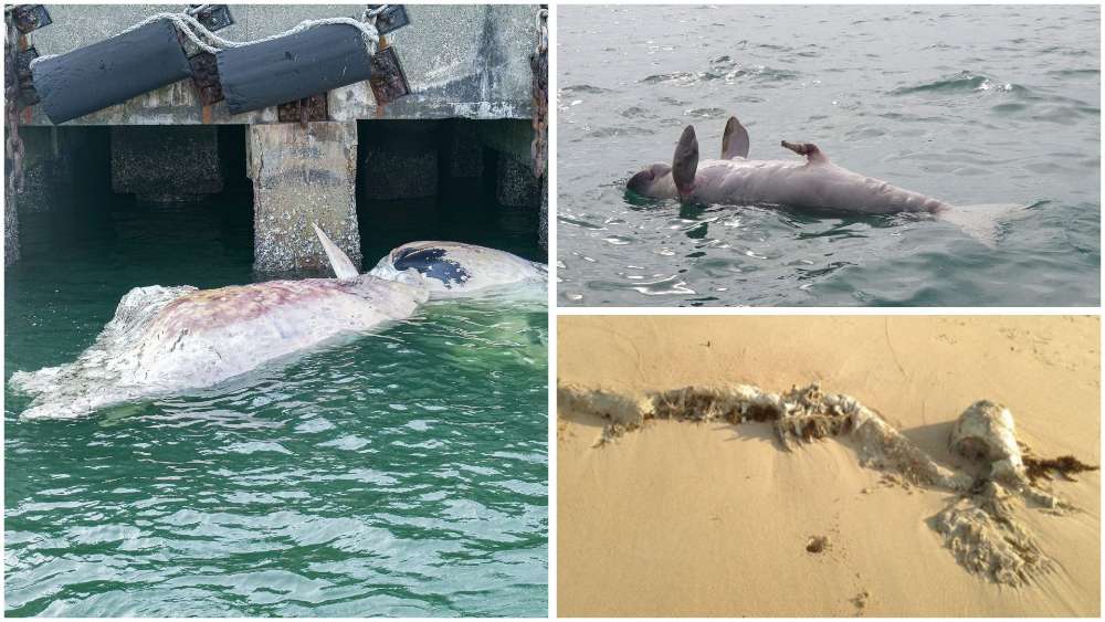From Whale Carcasses To WWII Bombs: Haunting Finds On Singapore’s Shorelines